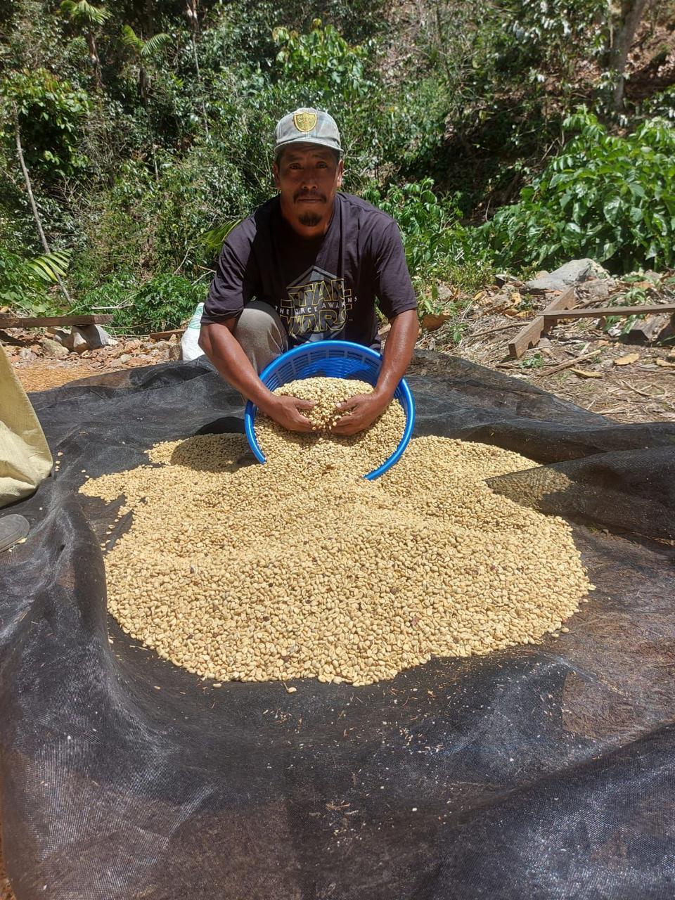 Secado del café